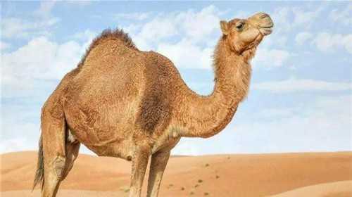 国内供卵试管要多少钱,深圳三代试管生孩子费用，了解无数案例后